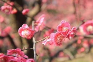 汽车踩刹车有晃动水声怎么办 汽车踩刹车有晃动水声怎么办