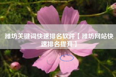 潍坊关键词快速排名软件【潍坊网站快速排名提升】